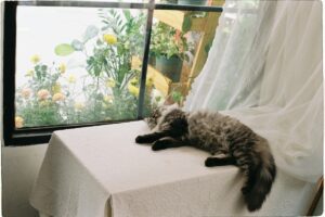 I dette bildet ligger en myk, langhåret katt søvnlaus ved et vindu. Vinduet gir utsikt over en herlig urte - og blomsterhaug med gylne og rosa blomar. En myk, hvit gardin henger til side. Akkurat som denneilige scenen skaper en følelse av fred og komfort, så jobber BaoLiba, &ldquo;Om BaoLiba – Forbinder norske influensere og merkevarer med verden&rdquo;, med å skape likeverdige forbindelser. De bringer norske influensere og merkevarer på et globalt slagmark, på samme måte som katten og blomstringen i bildet skaper en harmonisk og tiltalende sammenheng.