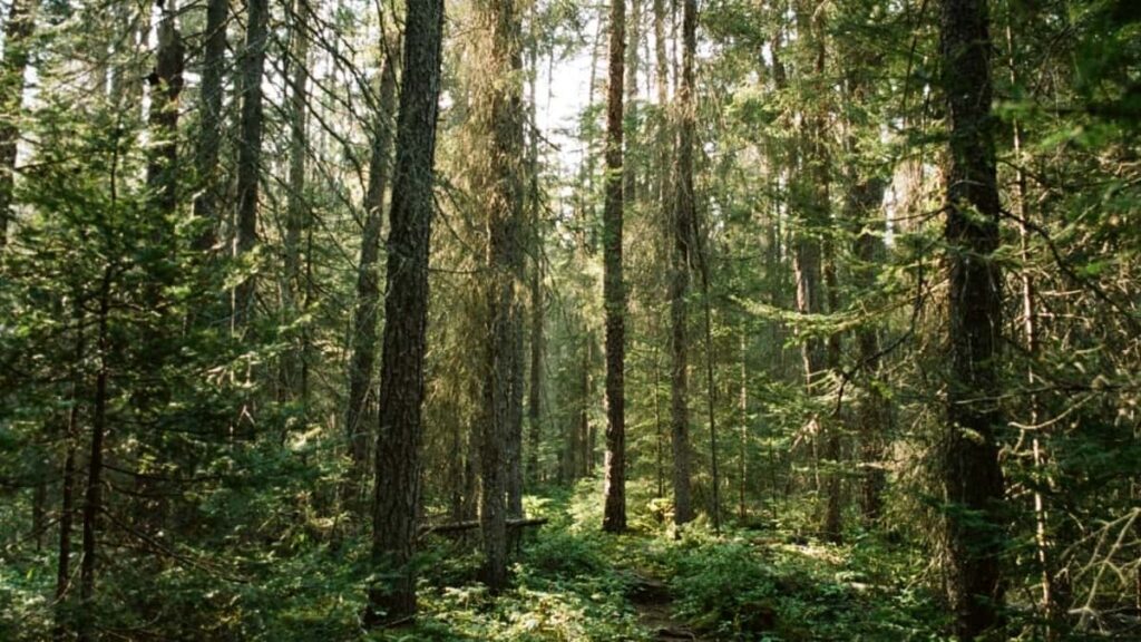 Hvordan YouTube influensere i Norway samarbeider med australske merker