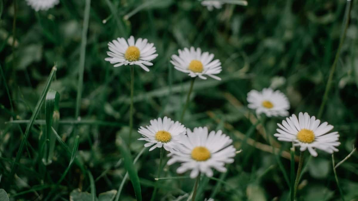 Hvordan Instagram influensere i Norway kan samarbeide med merker i South Africa
