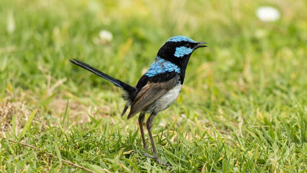 2025 Belgium Twitter reklamepriser for norske annonsører