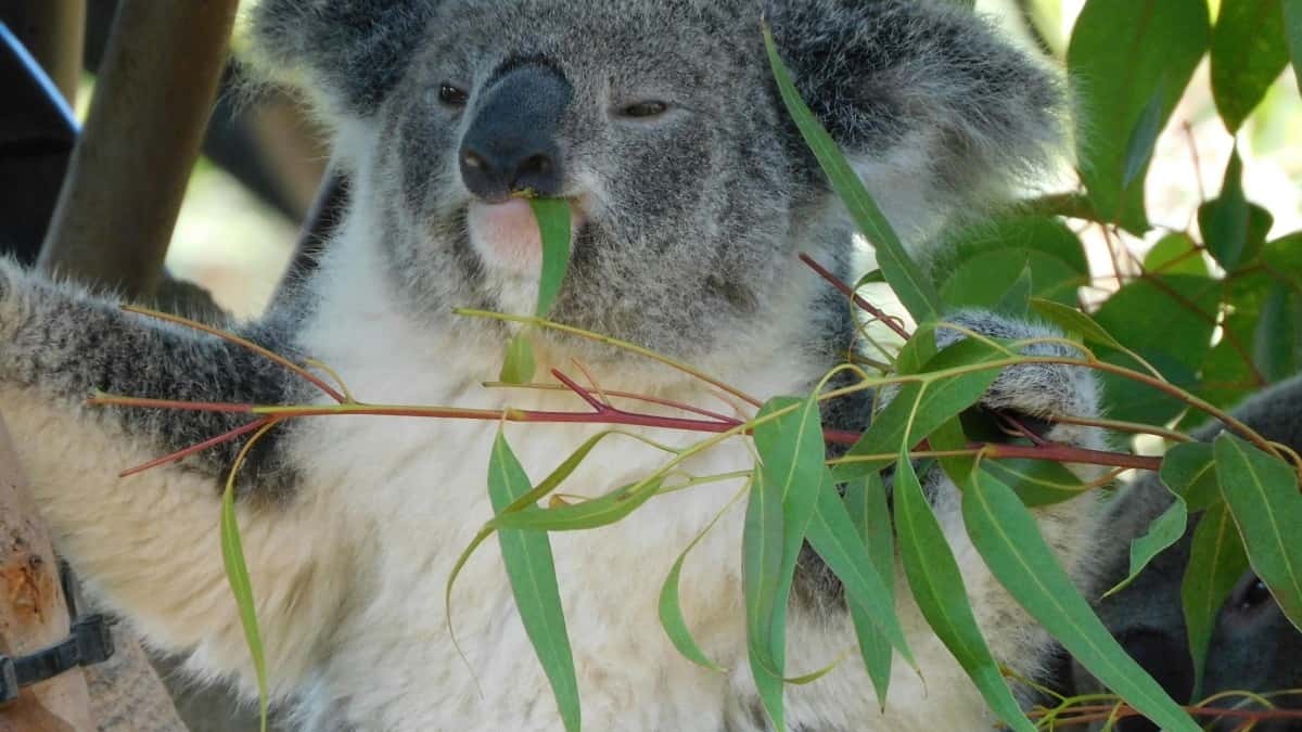 2025 Australia TikTok annonseringspriser for Norge
