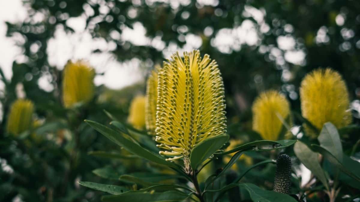 Norske skapere: Slik når du Tanzania-merker på Xiaohongshu for produktomtaler