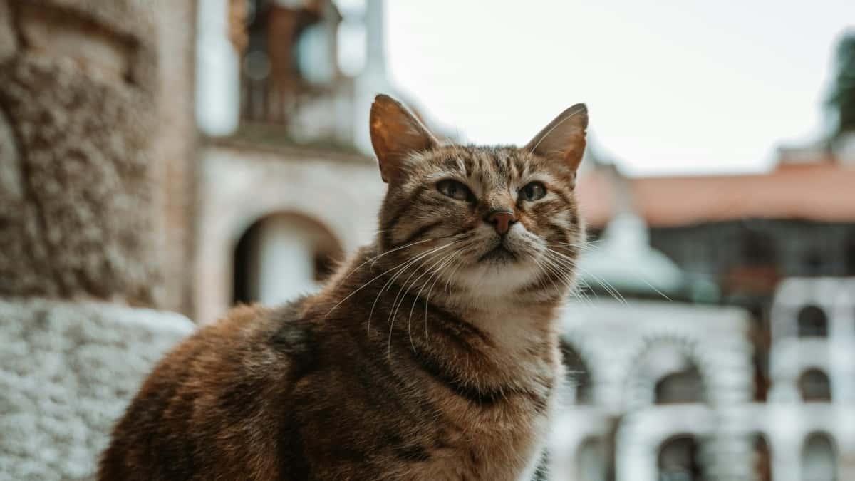 Finn Luxembourg Spotify-skaperne for eksklusive limited edition drops