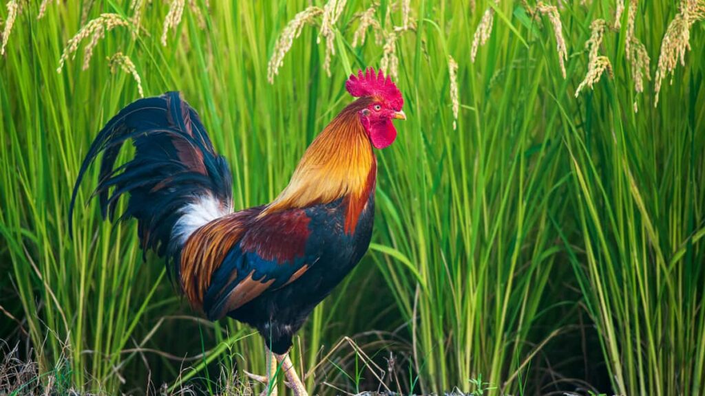 Praktisk guide for norske skapere som vil kontakte tanzanianske merker pa WeChat og hoppe med pa musikktrender. Lokal outreach, kulturtips og taktisk workflow.