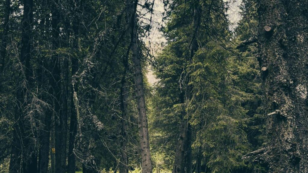 Praktisk guide for norske annonsrer: hvordan identifisere og na Apple Musicskapere i Kasakhstan via creatordrevet produktseeding, med verkty, taktikk og risiko.