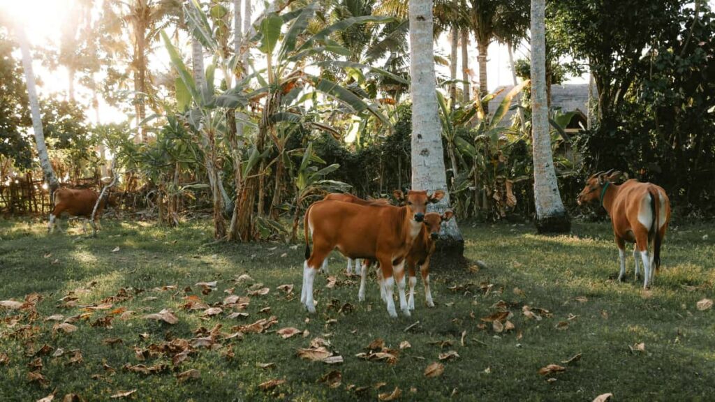 Praktisk guide for norske annonsrer: hvordan identifisere og samarbeide med Xiaohongshu-creators fra Elfenbenskysten, bygge produktlinjer og koble dem med topper pa plattformen.