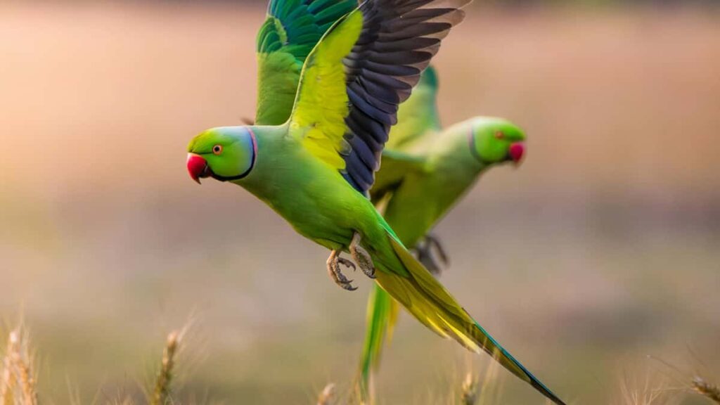 Praktisk guide for norske skapere som vil na srkoreanske merker pa Roposo og lage lokalisert innhold for malmarkedene.