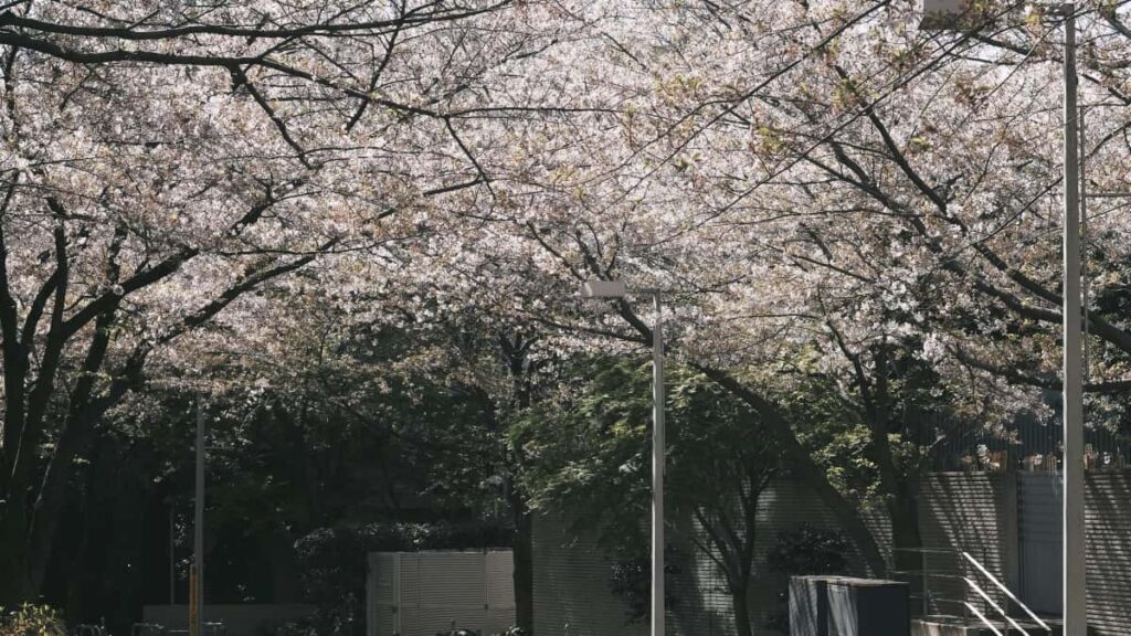 Praktisk guide for annonsrer i Norge som vil finne og samarbeide med Mongolia Shopee-skaperne for nye helsekostlinjer.