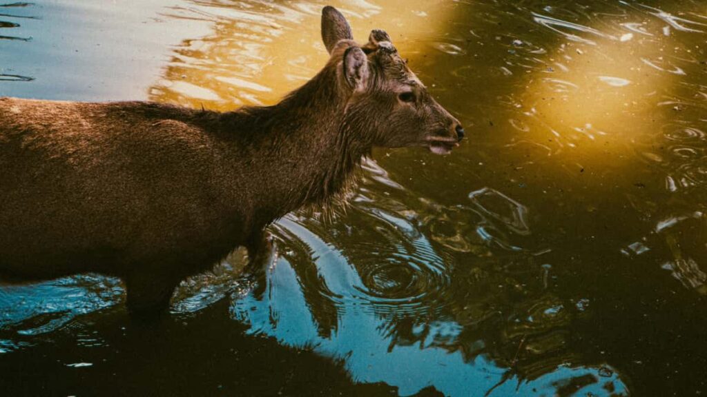 Praktisk guide for norske annonsrer: hvordan finne og jobbe med Viberskapere i New Zealand for a lage virale videoer, basert pa markedsinnsikt og nyhetseksempler.