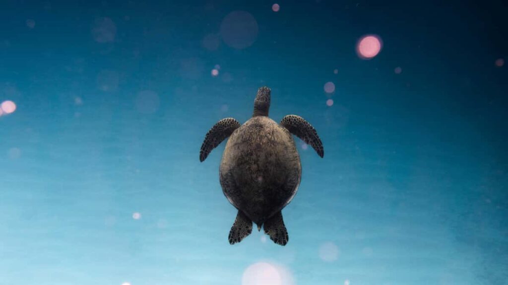 Praktisk guide for norske annonsrer: hvordan identifisere, kontakte og samarbeide med canadiske LinkedInkreatrer for esportskampanjer taktikk, verkty og risiko.