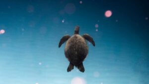 Praktisk guide for norske annonsrer: hvordan identifisere, kontakte og samarbeide med canadiske LinkedInkreatrer for esportskampanjer taktikk, verkty og risiko.