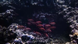 Praktisk guide for norske skapere: hvordan finne, kontakte og fa russiske skjnnhetsmerker til a sende produkter via WeChat med risikoer, taktikk og sjekkliste.